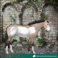 Horse Color:Bay Dun Frame Rabicano 
