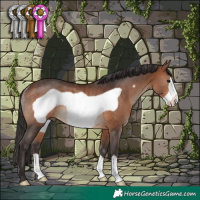 Horse Color:Bay Frame Rabicano