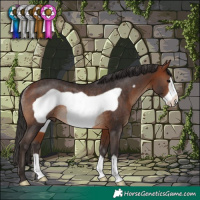 Horse Color:Bay Frame Rabicano 