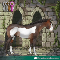Horse Color:Bay Frame Rabicano 