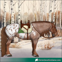 Horse Color:Red Roan Appaloosa 
