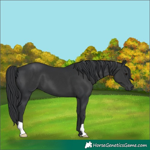 Horse Color:Black 