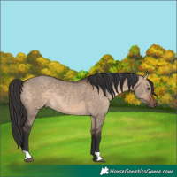 Horse Color:Brown Dun Rabicano 