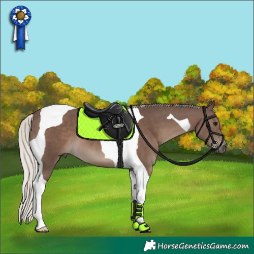 Horse Color:Silver Black Tobiano 
