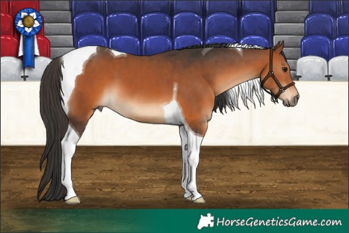 Horse Color:Bay Tobiano 
