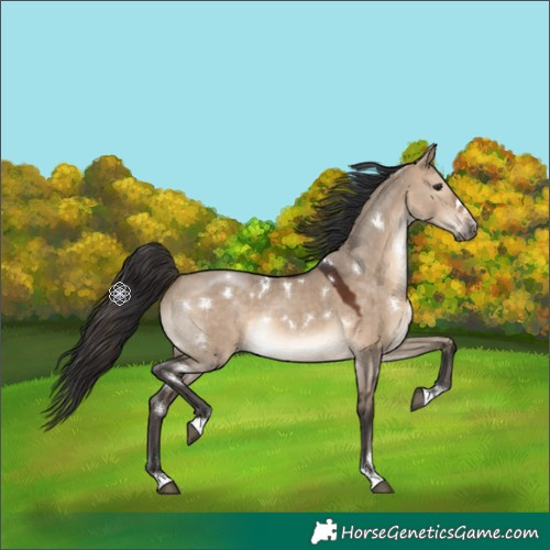 Horse Color:White Spotted Brown Dun 
