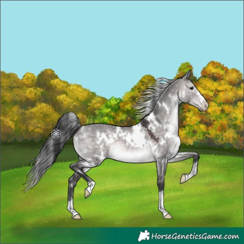 Horse Color:Platinum White Spotted Brown Dun 