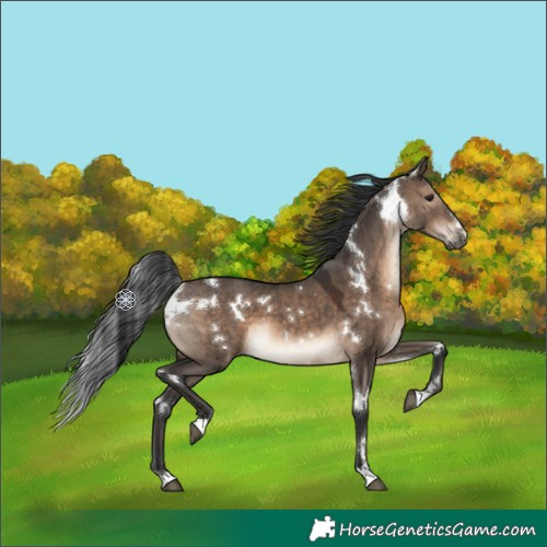 Horse Color:White Spotted Brown Dun 