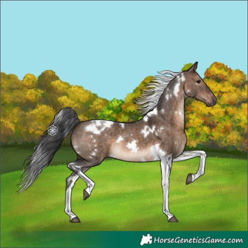 Horse Color:White Spotted Brown Dun Tobiano 