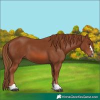 Horse Color:Chestnut 