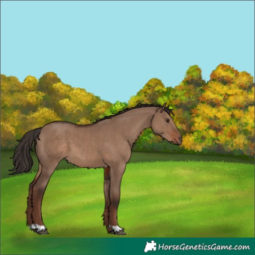Horse Color:Liver Red Dun 