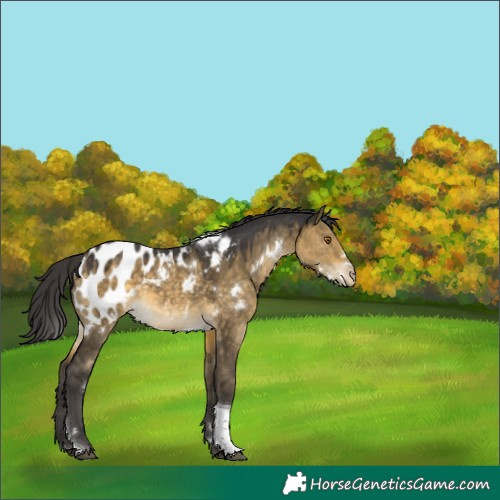 Horse Color:White Spotted Buckskin Dun Tobiano Appaloosa 