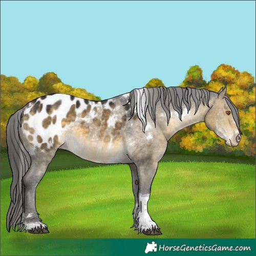Horse Color:White Spotted Buckskin Dun Tobiano Appaloosa 