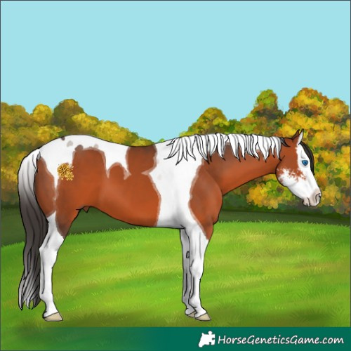 Horse Color:Bay Sabino Splash Tobiano 