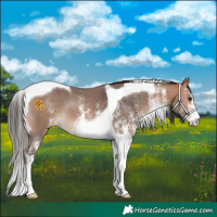 Horse Color:White Spotted Bay Tobiano