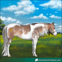 Horse Color:White Spotted Bay Tobiano