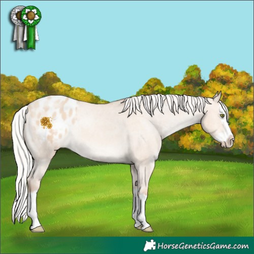 Horse Color:Silver Classic Champagne Dun Splash Varnish Rabicano 