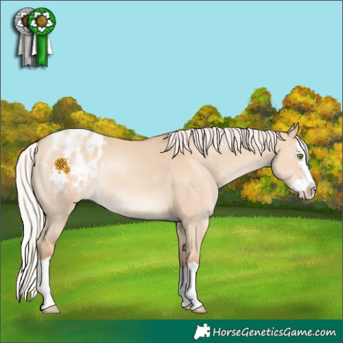 Horse Color:Silver Classic Champagne Dun Splash Appaloosa Rabicano 
