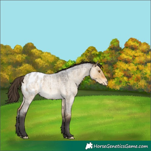 Horse Color:Buckskin Roan Dun Blanket Brindle 