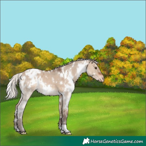 Horse Color:White Spotted Silver Brown Dun Appaloosa 