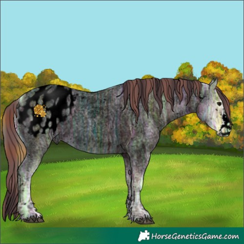 Horse Color:Void Plaid  Grullo Ice Roan Sabino Appaloosa 