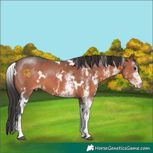 Horse Color:White Spotted Brown Appaloosa 