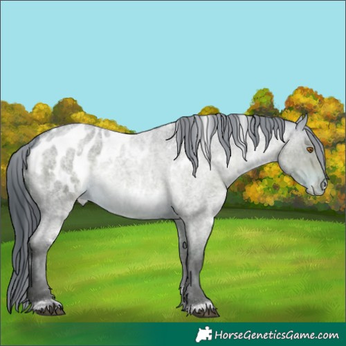 Horse Color:White Spotted Buckskin Roan Dun Blanket 