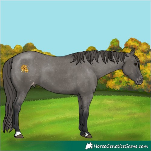 Horse Color:Grullo Blanket 