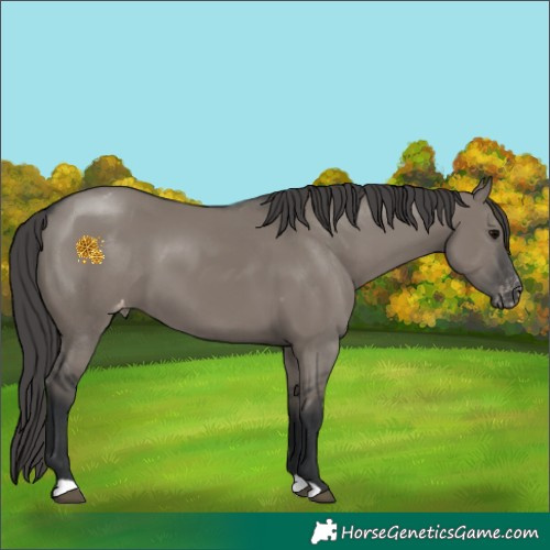 Horse Color:Grullo Appaloosa 