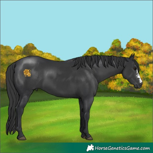 Horse Color:Black Sabino 