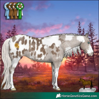 Horse Color:White Spotted Silver Classic Cream Champagne Dun Splash Appaloosa  and Silver Smoky Black Sabino Appaloosa 
