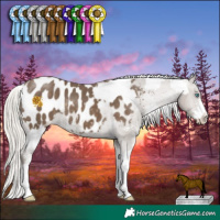 Horse Color:White Spotted Silver Classic Cream Champagne Dun Splash Appaloosa  and Silver Smoky Black Sabino Appaloosa 