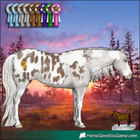 Horse Color:White Spotted Silver Classic Cream Champagne Dun Splash Appaloosa and Silver Smoky Black Sabino Appaloosa