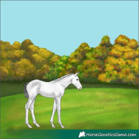 Horse Color:Brown Dun Sabino Rabicano