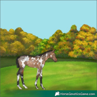 Horse Color:White Spotted Brown Dun Rabicano