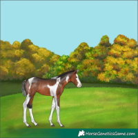 Horse Color:Brown Sabino Splash Tobiano Rabicano