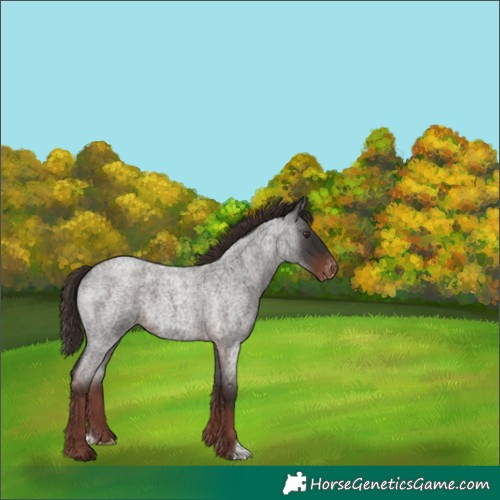 Horse Color:Liver Red Roan Appaloosa 
