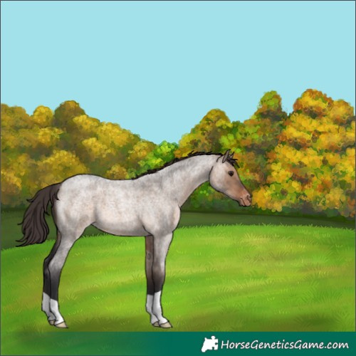 Horse Color:Brown Roan Dun Appaloosa 