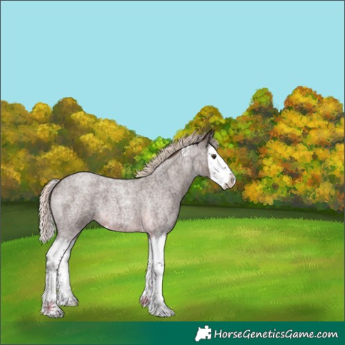 Horse Color:Chocolate Palomino Roan Splash 