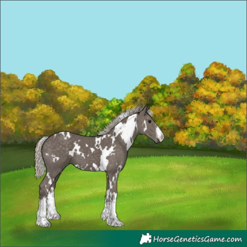 Horse Color:White Spotted Silver Smoky Black 