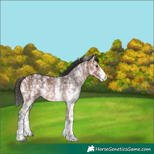 Horse Color:Bay Sabino 