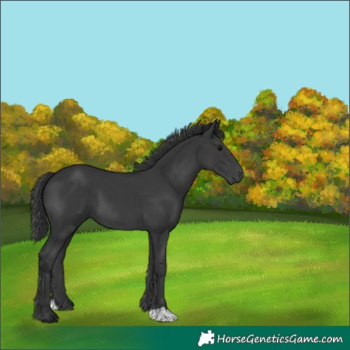 Horse Color:Black 
