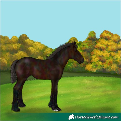 Horse Color:Midnight Bay 