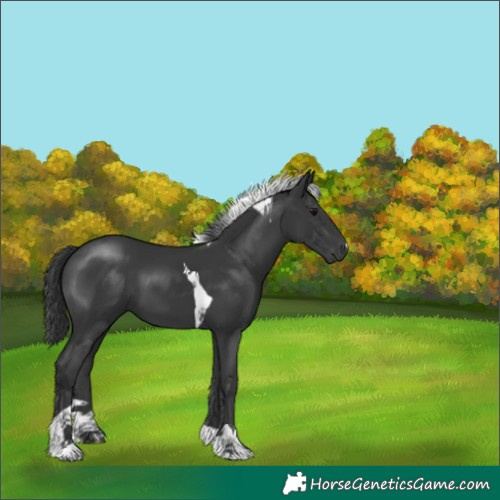 Horse Color:Black Tobiano 