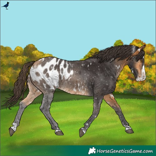 Horse Color:White Spotted Buckskin Splash Blanket Rabicano