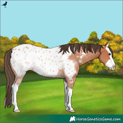 Horse Color:Bay Splash Near Leopard 