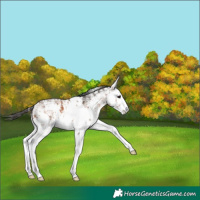 Horse Color:White Spotted Bay Sabino