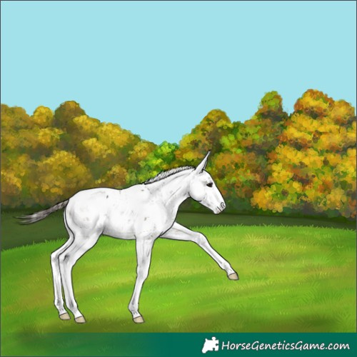 Horse Color:Buckskin Sabino 