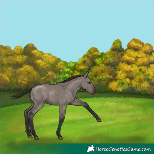Horse Color:Smoky Grullo Rabicano 
