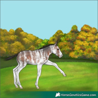 Horse Color:White Spotted Brown 
